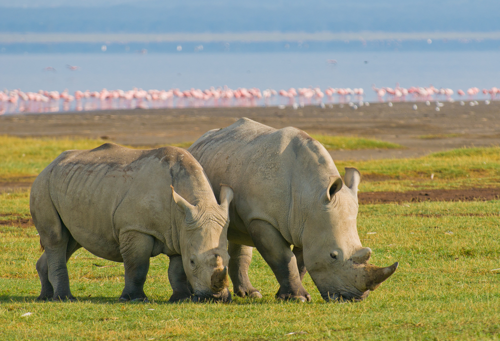 lakenakuru safaris