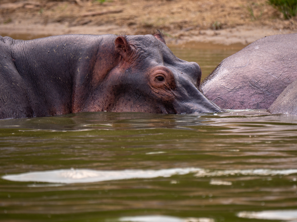 nakuru boat ride